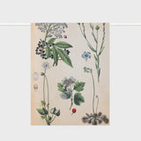 Tea Towel | Field Botany