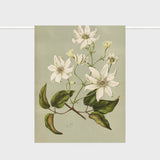 Tea Towel | Clematis indivisa