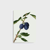 Notebook | Plums